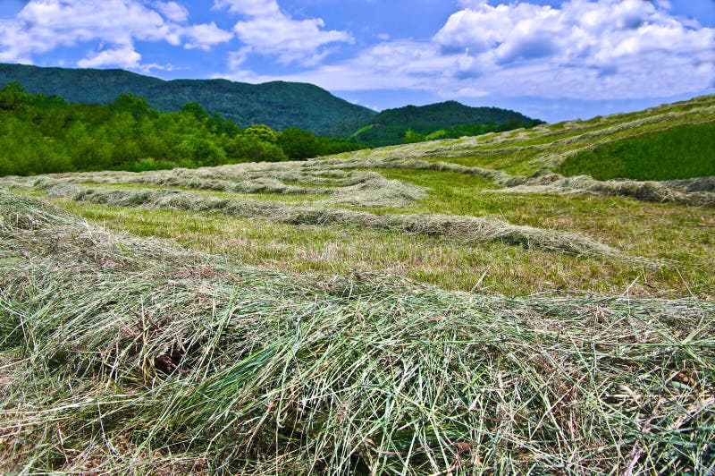 New Mown Hay stock image. Image of field, pattern, meadow - 19852945