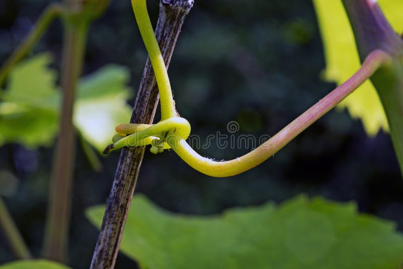 New and old wine plant