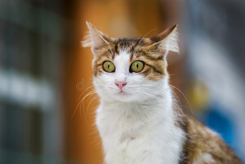 2018 new photo, cute stray cat head with surprised face royalty free stock photo 2018 new photo, cute stray cat head with surprised face royalty free stock photo