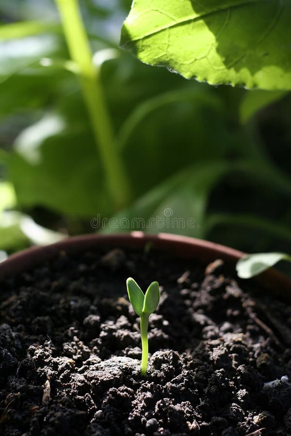 New plant royalty free stock images