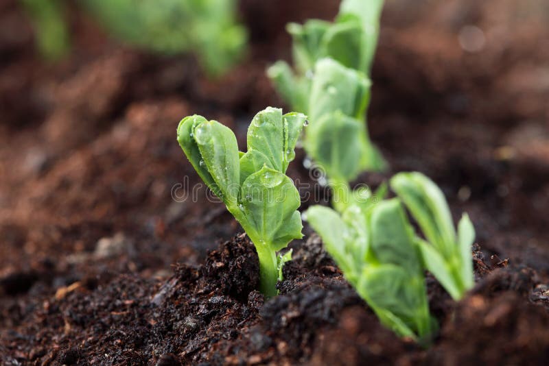 New plant in row growing from soil