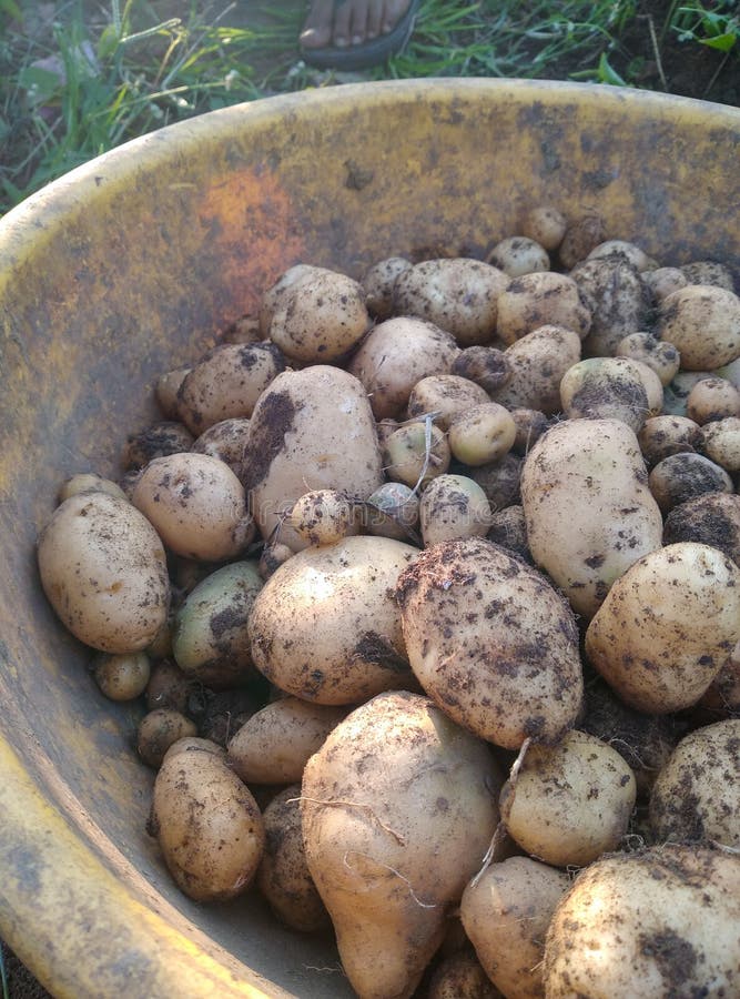 New Potatoes are Kept on Plastic Bucket. Stock Image Image of bucket