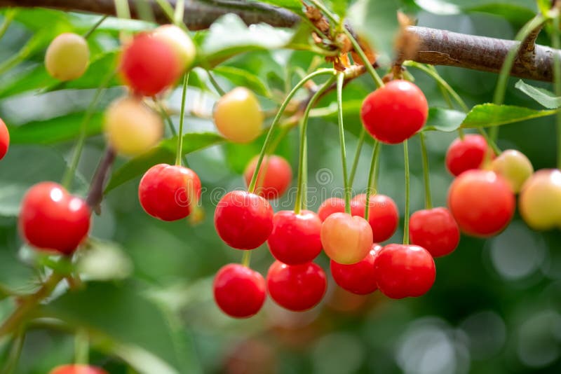 New Red Cherries Grown on Green Branch Stock Image Image of green