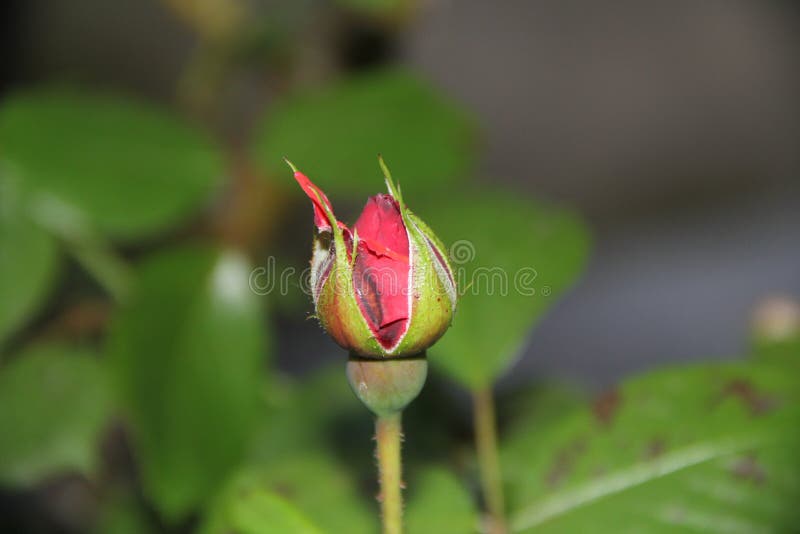 Pink Rose Flower Bud Going To Bloom Stock Photo Image of garden