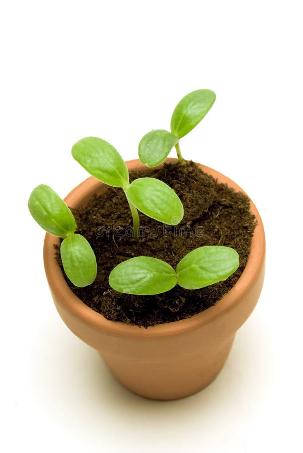 New Seedling in a Pot Overhead Shot