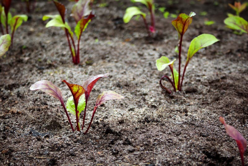 beet seedlings moore ok beet seedlings moore ok