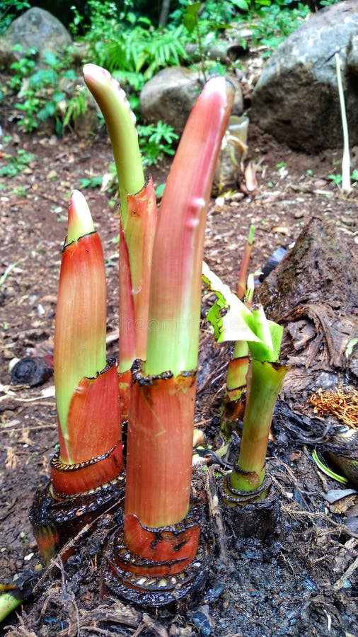 New Shoots of Banana Trees that Have Been Cut Down Stock Image Image