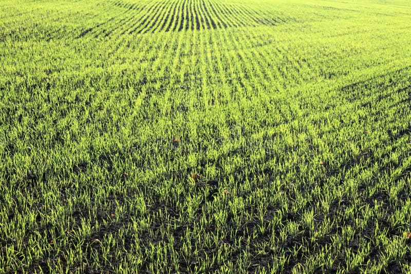 New shoots of a winter wheat