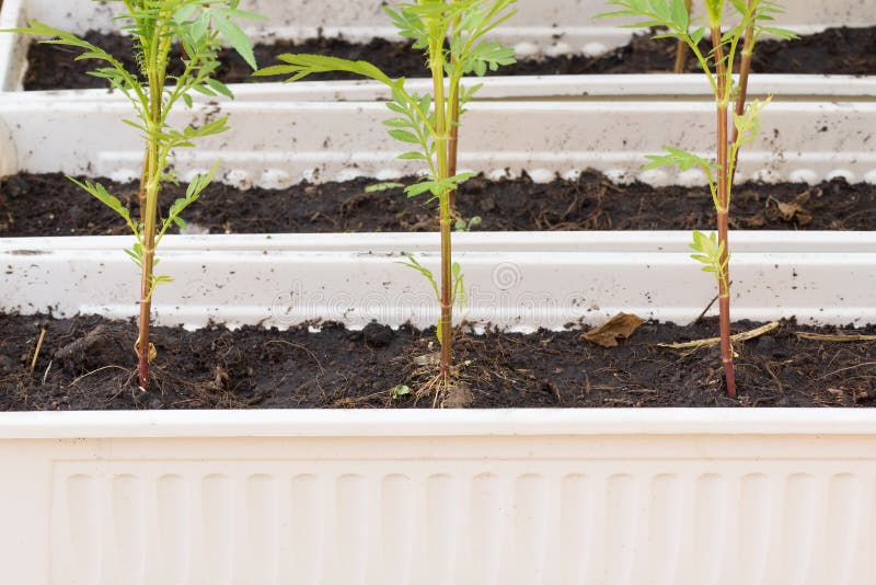 New Small Tree Growing in Soil. Stock Image Image of agriculture