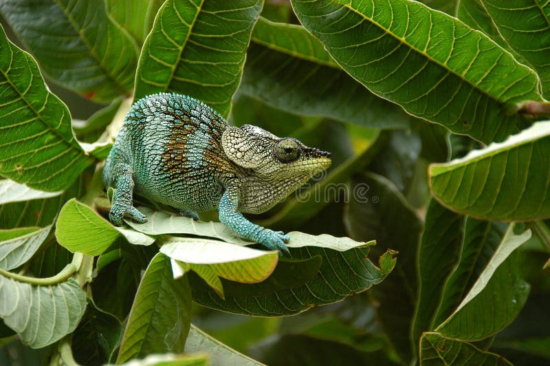 Montagne Ambre Chameleon