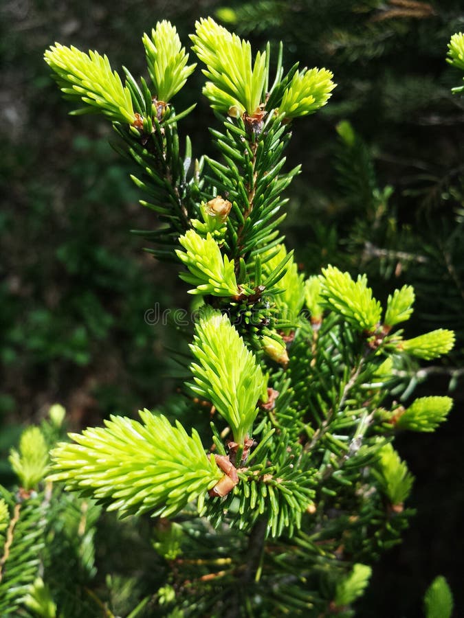 New spruce branches. Spruce buds. Spring day