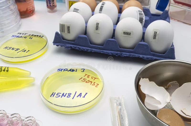 New strain of H5N8 avian influenza infected in humans, petri dish with samples