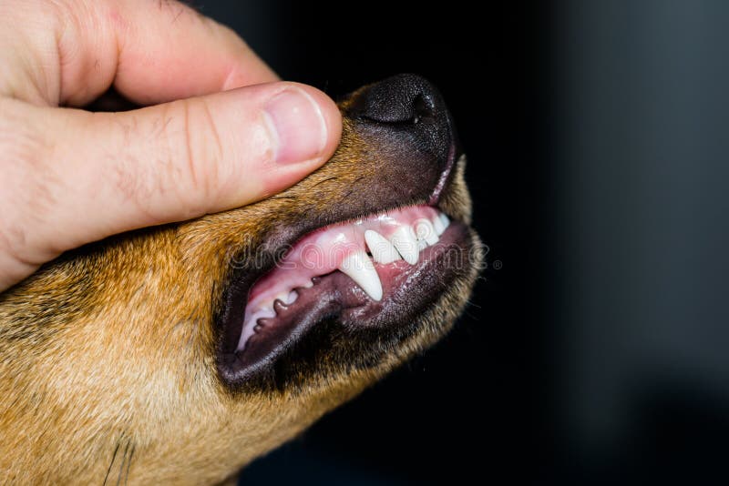 New Teeth in Dog at 6 Months Old Stock Photo Image of tooth, changing