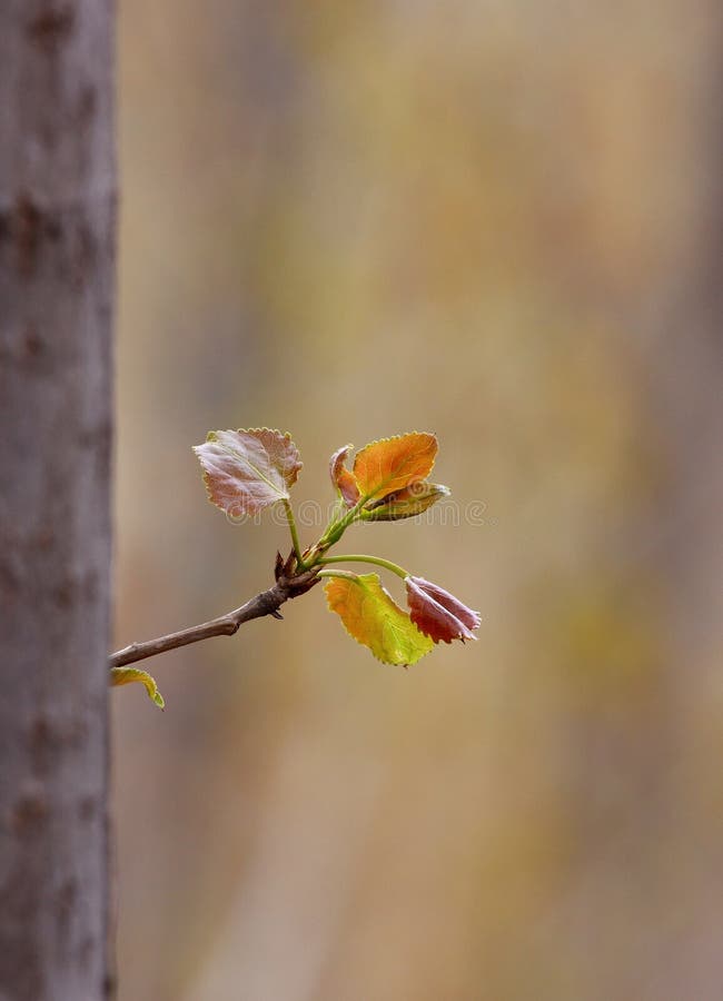 New trees leaf