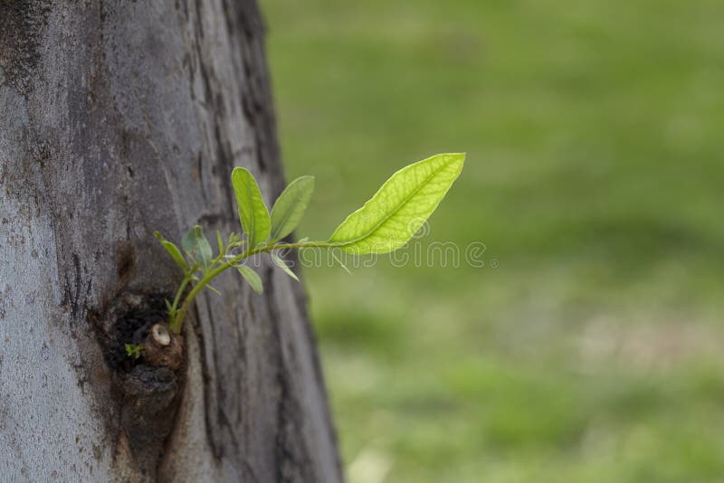 New trees leaf