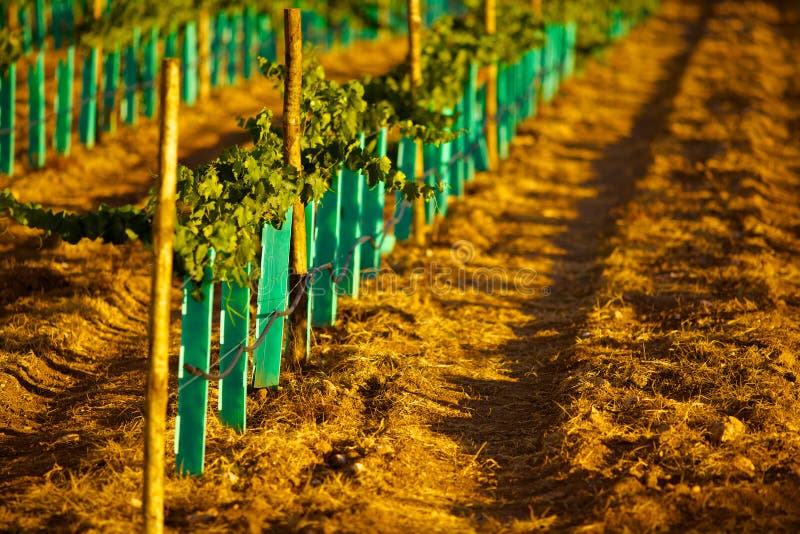 New vineyard stock photo. Image of grass, crop, color 26340888