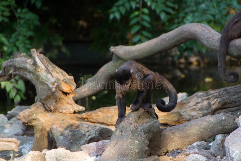 New world monkey stock image. Image of rica, child, howler 99164899(00)