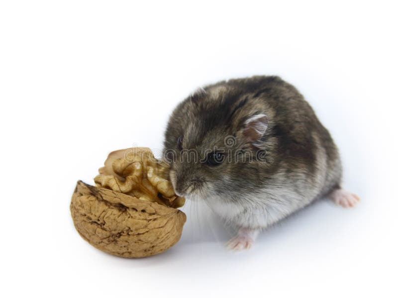 Mouse with Nut Isolated on White Stock Image Image of leaf, fresh