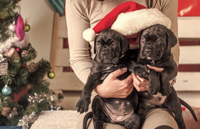 New year, cute puppy at female hand. royalty free stock photography New year, cute puppy at female hand. royalty free stock photography