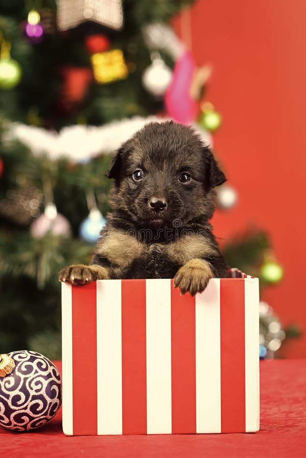 Puppy For Christmas Stock Photo - Download Image Now - Dog, Gift