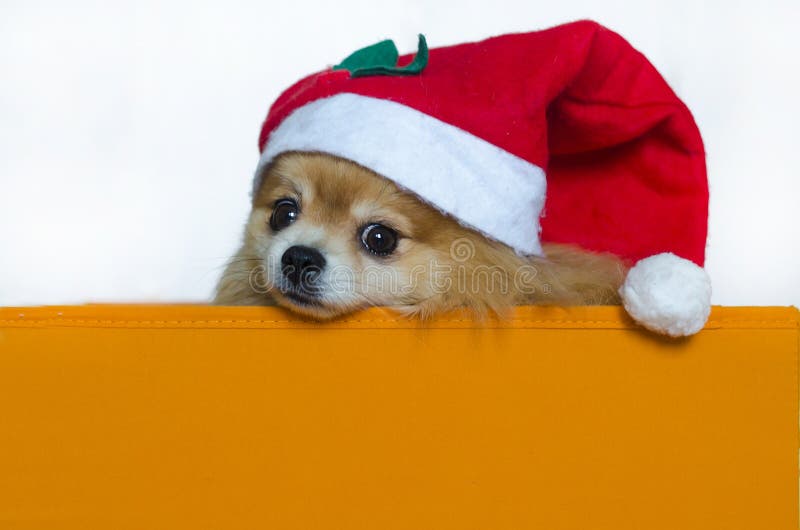 New Year`s cap. animals and holidays. dog in gift box on white background. royalty free stock photography New Year`s cap. animals and holidays. dog in gift box on white background. royalty free stock photography