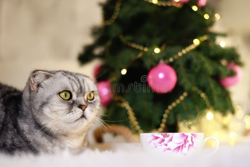 New Year`s Christmas scenery. The branches of a Christmas tree with toys and sparkling lights and a pet gray gray lop-eared cat. T stock photography New Year`s Christmas scenery. The branches of a Christmas tree with toys and sparkling lights and a pet gray gray lop-eared cat. T stock photography