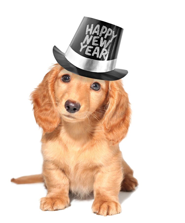New year s eve puppy. stock photo. Image of breed
