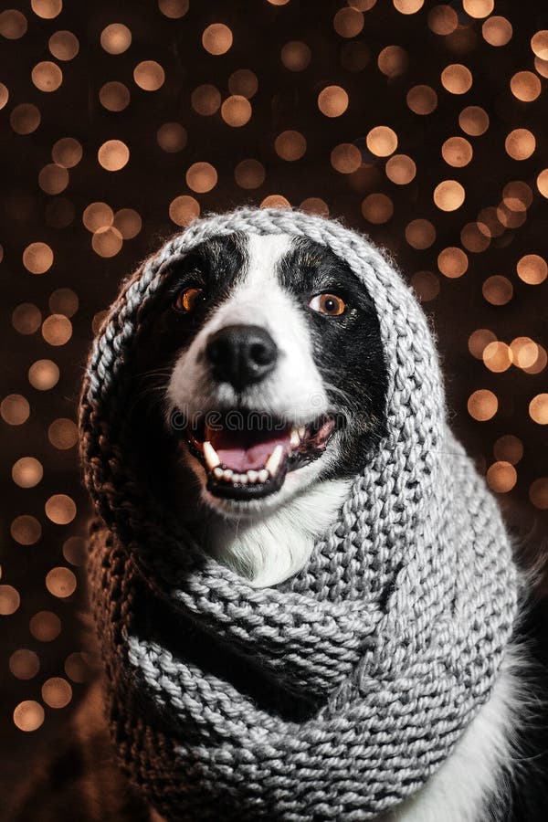 New Year`s fairy tale portrait of a border collie dog royalty free stock image New Year`s fairy tale portrait of a border collie dog royalty free stock image
