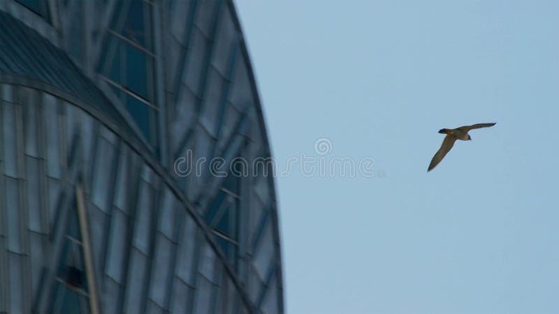 peregrine falcon new york city peregrine falcon new york city