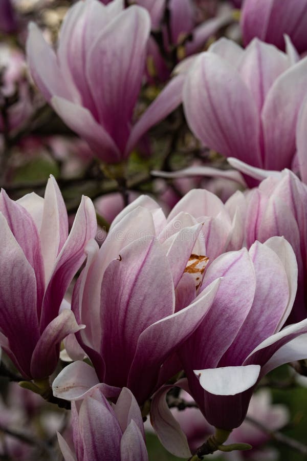 New York City spring time, blossom pink magnolia, white sakura cherry blossom.