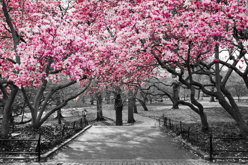 New York City - rosa färgen blomstrar i svartvitt royaltyfri fotografi