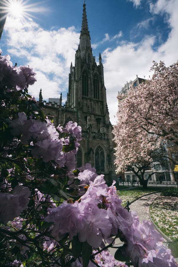 New York City spring time, blossom pink magnolia, white sakura cherry blossom.