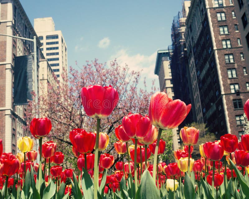 New York city Spring stock image. Image of illuminated - 50186775