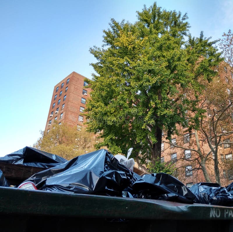 New York City Trees Near An Apartment Building And A Garbage Dumpster, Brooklyn, NY, USA