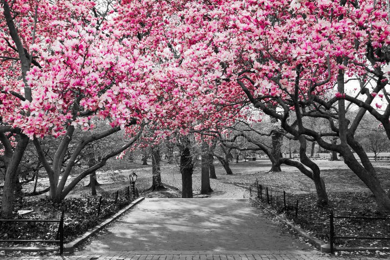 Pink Blossoms in Central Park Black and White Landscape, NEW YORK CITY. Pink Blossoms in Central Park Black and White Landscape, NEW YORK CITY