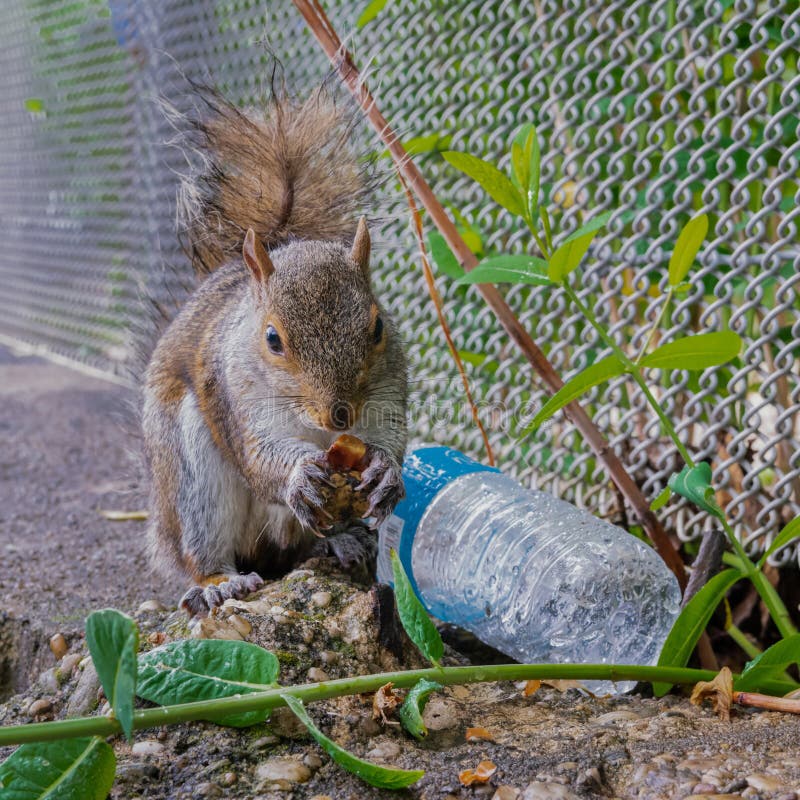 Nuovo scoiattolo mangiare cestino da la città sul isola.