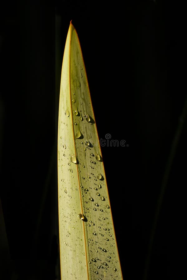 New Zealand Flax Leaf 01