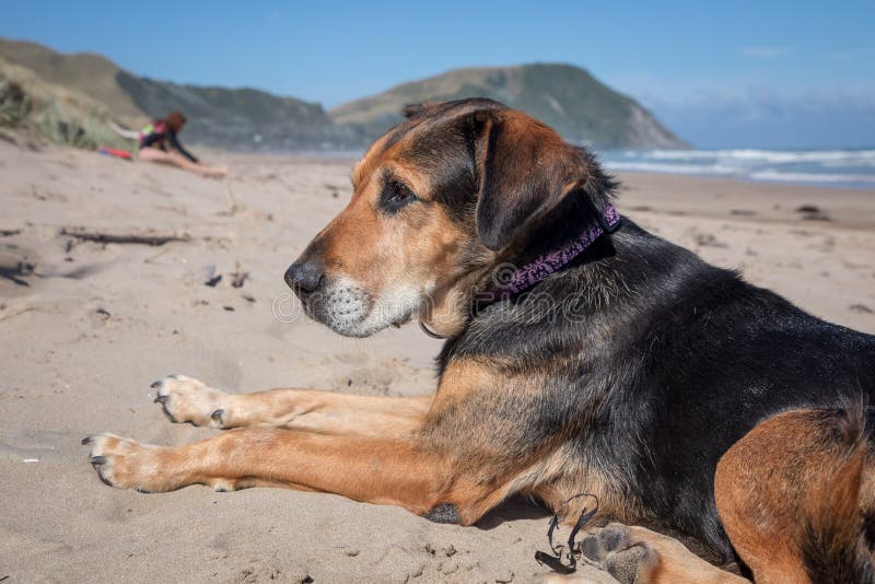 New zealand huntaway dog