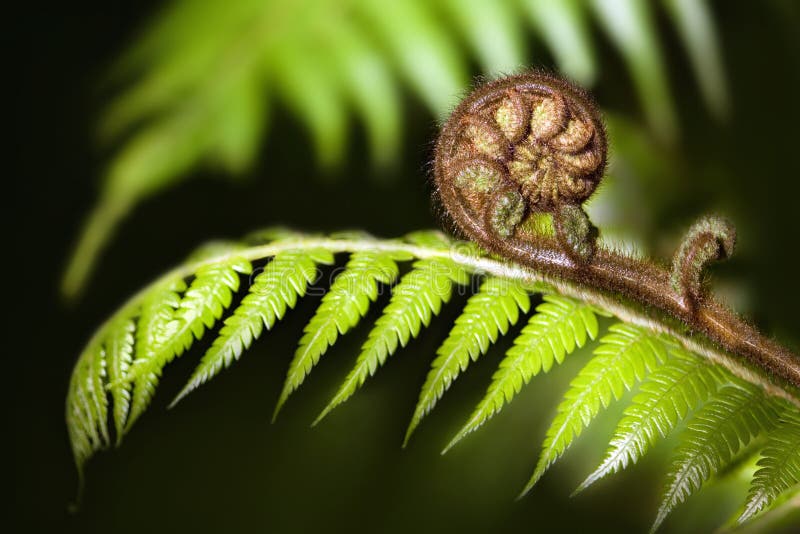 New Zealand iconic fern koru