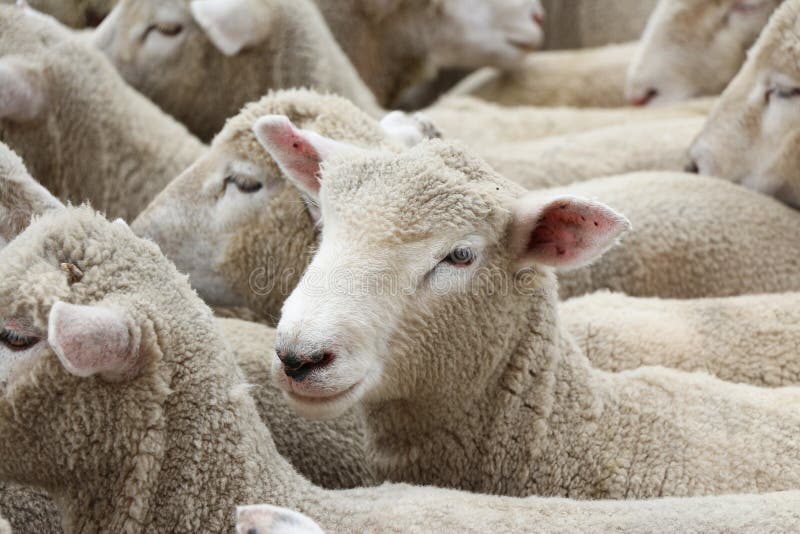 New Zealand Lambs stock image. Image of flock, together 28738465