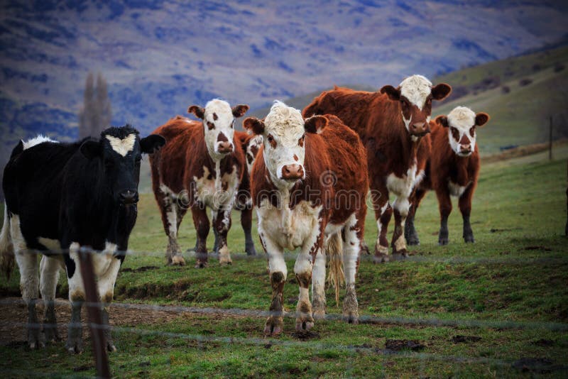 New zealand livestock cow standing in animals farm field looking