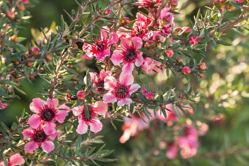 New Zealand manuka bush with pink flowers in bloom and blurred background