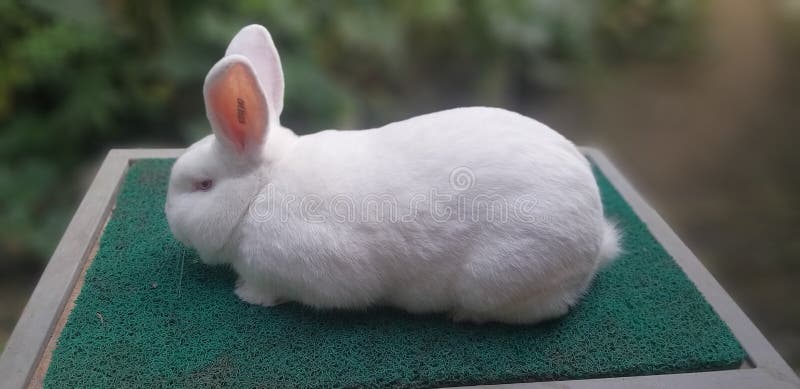 New Zealand Rabbit
