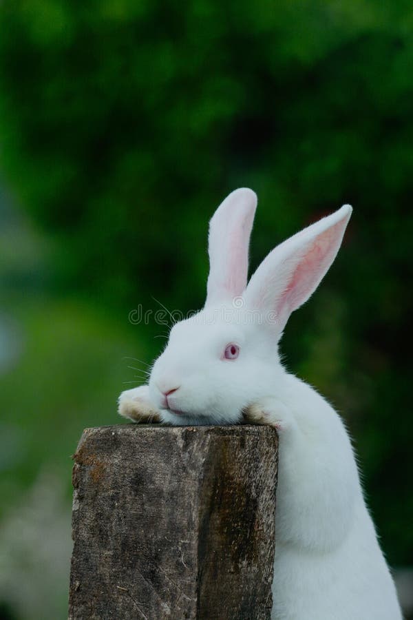 New zealand rabbit baby, new zealand little rabbit, rabbit in hand, cute new zealand rabbit