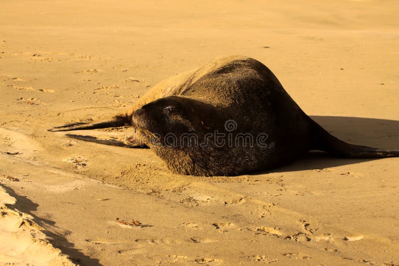 New Zealand Sea Lion, Phocarctos Hooker, stretches on the sandy beach, South Island New Zealand
