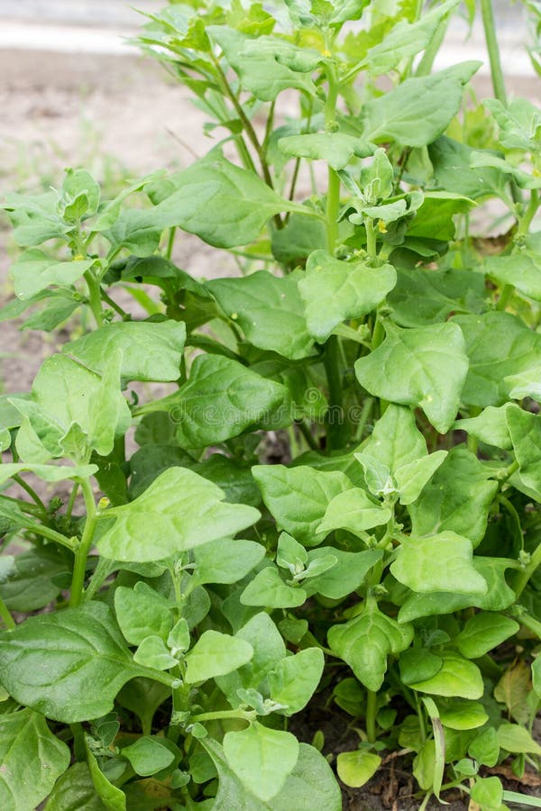 New Zealand spinach stock image. Image of diet, natural 98253083