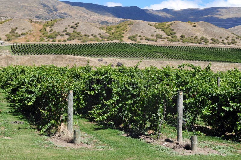 New Zealand Vineyards stock photos New Zealand Vineyards stock photos