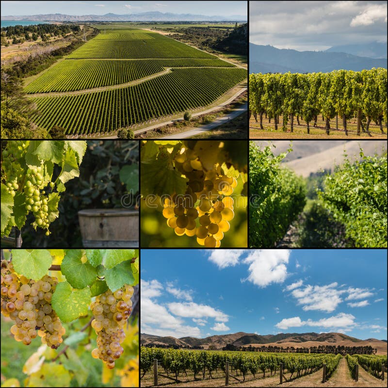 New Zealand Vineyards Collage Stock Photo Image of agriculture