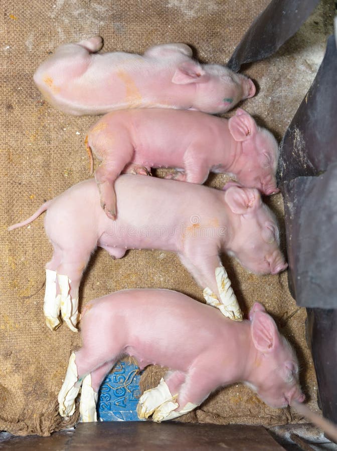 К чему снятся маленькие свиньи. Новорожденные свинки. Новорождённый паросёнок.