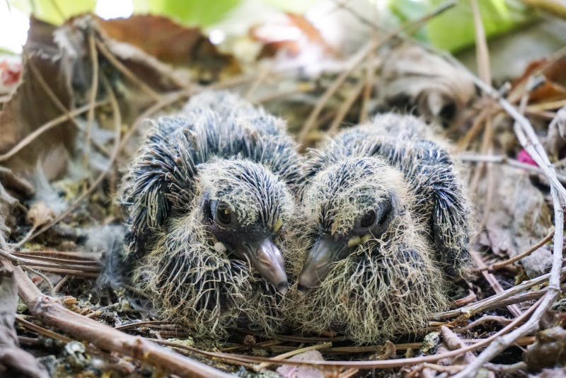 newborn dove